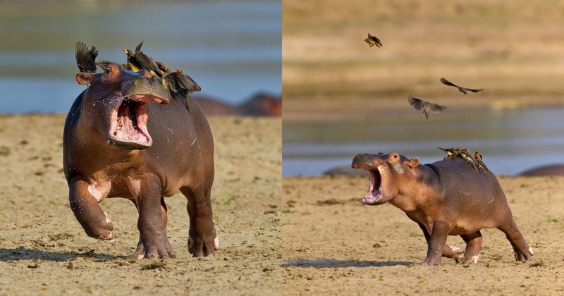  A funny baby hippo trying to get rid of the bothering birds