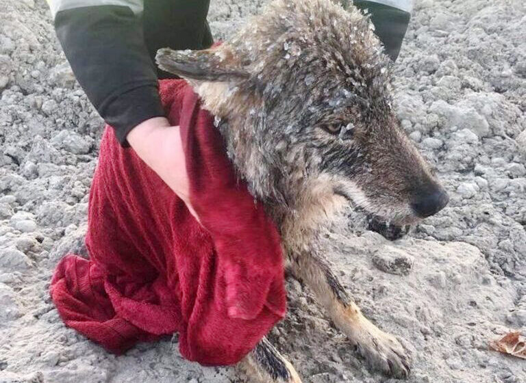  Estonian Workers Saved a Dog From Freezing River— And Then Discovered It Was a Wolf