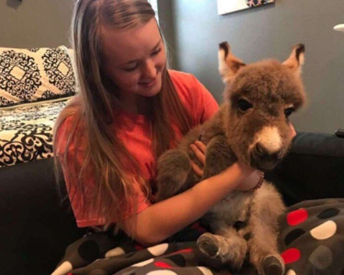  This Girl Become Mother To A Little Donkey