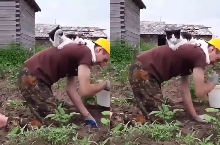  The cat became an “indispensable” helper in the garden and made the whole network laugh