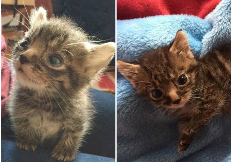  Tiny Kitten Weighed Only 220 Grams When Found On The Street