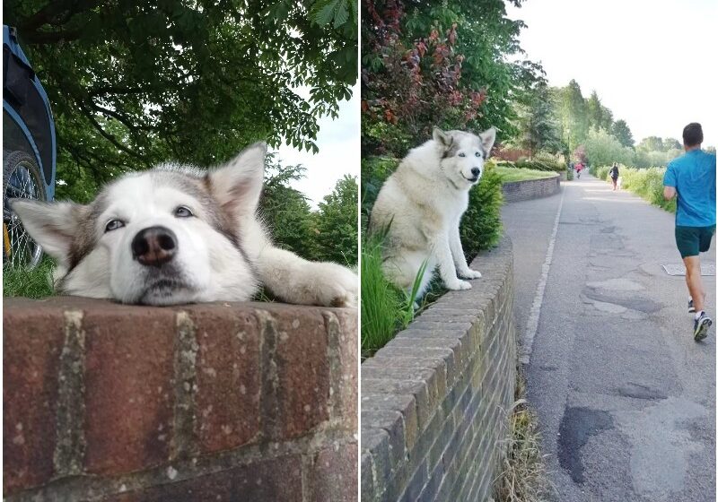  The old husky came up with a cute way to get people’s attention