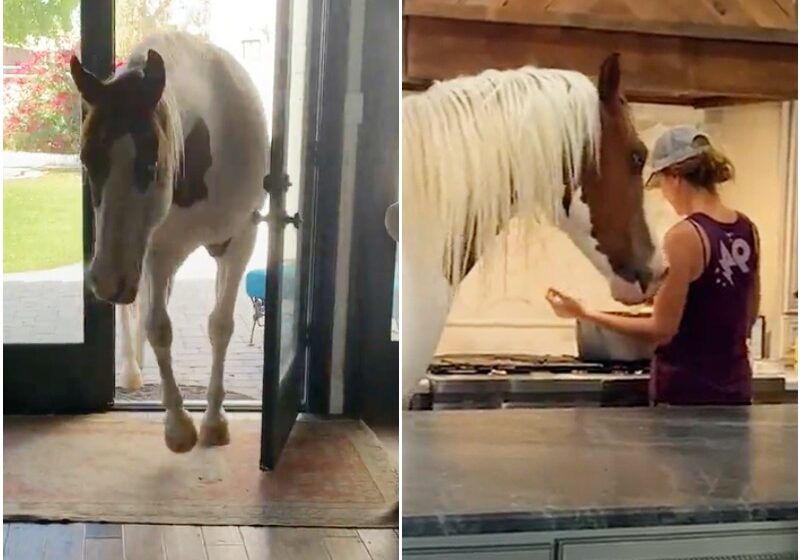  The Horse Runs Into The House Every Time He Sees The Door Open