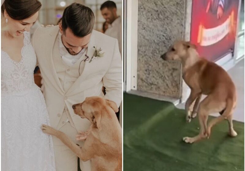  A Stray Dog Burst Into A Couple’s Wedding – And Became Part Of Their Family