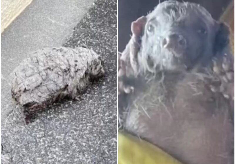  A Woman Saw A Weak Animal On The Road – And Decided To Help