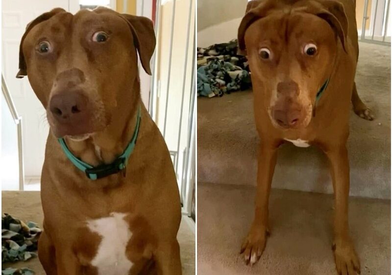  The Dog Was Born With A Special Feature Always Looks Surprised