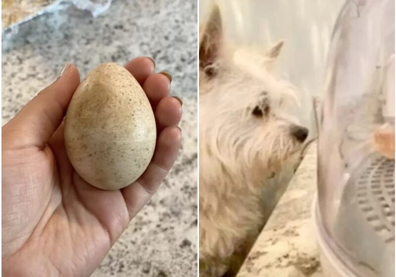  A Dog Found An Egg In The Grass – And The Owner Decided To Take It With Her