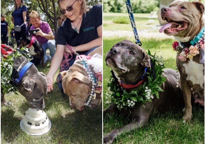  Shelter Staff Arranged Wedding For Elderly Dogs