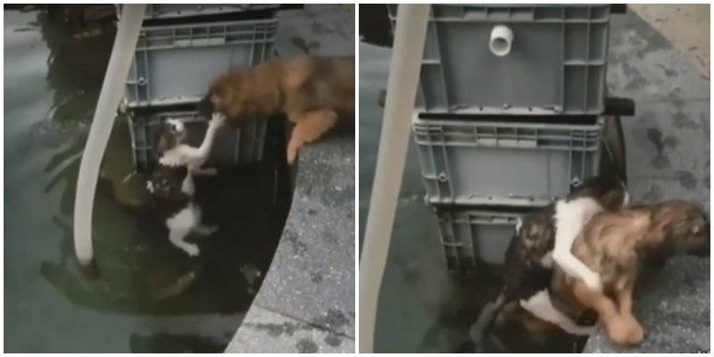  The Puppy Pulled Out A Cat That Fell Into The Fountain