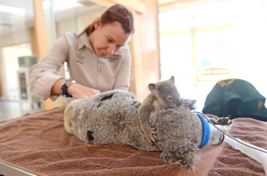  Photo of the Day: “Baby Koala Hugs Mama During Surgery”