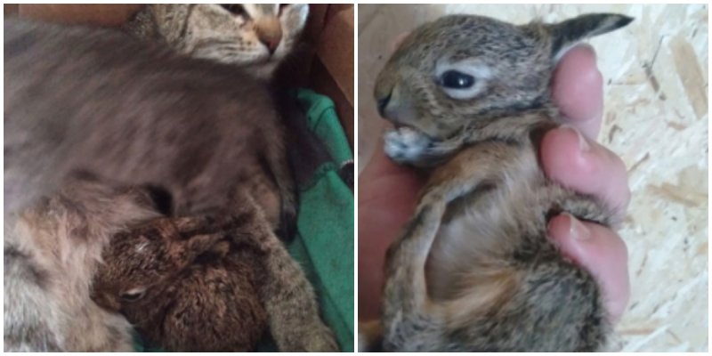  Woman Rescued Baby Rabbit From Crow And Now She Is Taking Care For Her