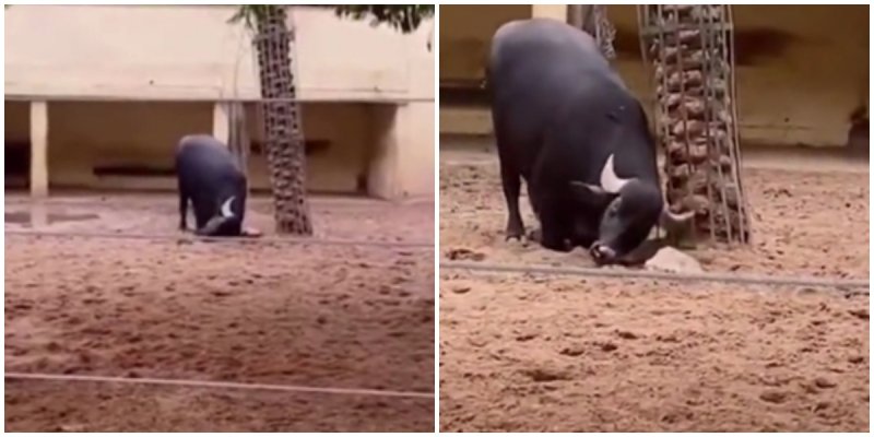  The Bull Helped The Turtle Roll Over On Its Paws