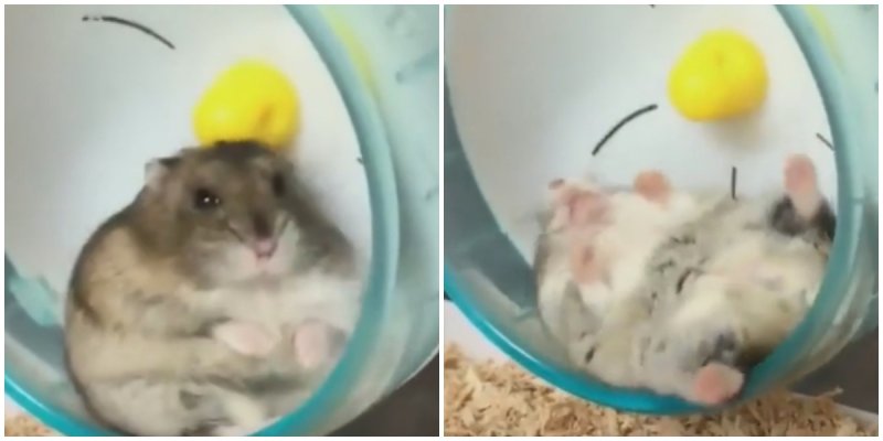 The Little Hamster Could not Figure Out What The Wheel Was For