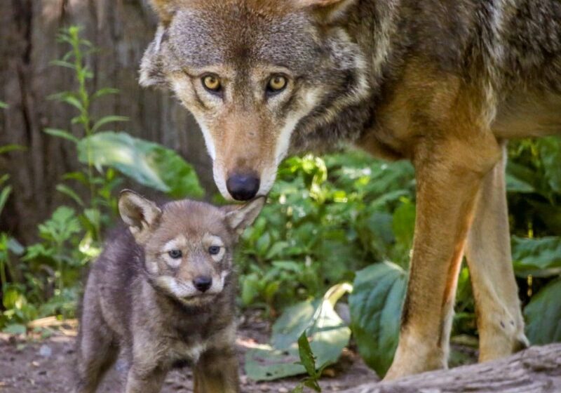  Baby Endangered Red Wolf Grows Up Which Makes Scientists Glad