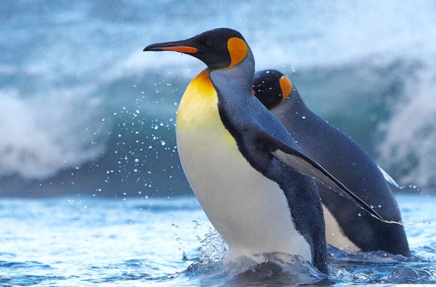  How do penguins survive in the summer?