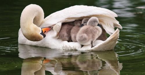 Father Swan Cares for Baby Swans after Mum Passed Away