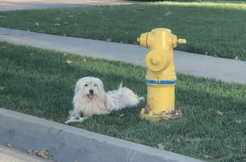  Faithful Dog Refuses To Leave Fire Hydrant Where He Last Saw His Owner