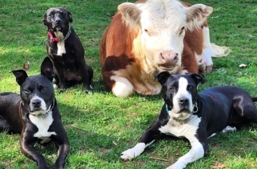  The Dogs Welcomed The Rescued Mini Cow Into Their “Band”