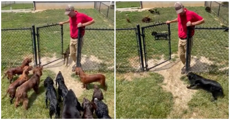  Dogs Wait For Their Name To Be Called Before Going Over To Play In A Pen.