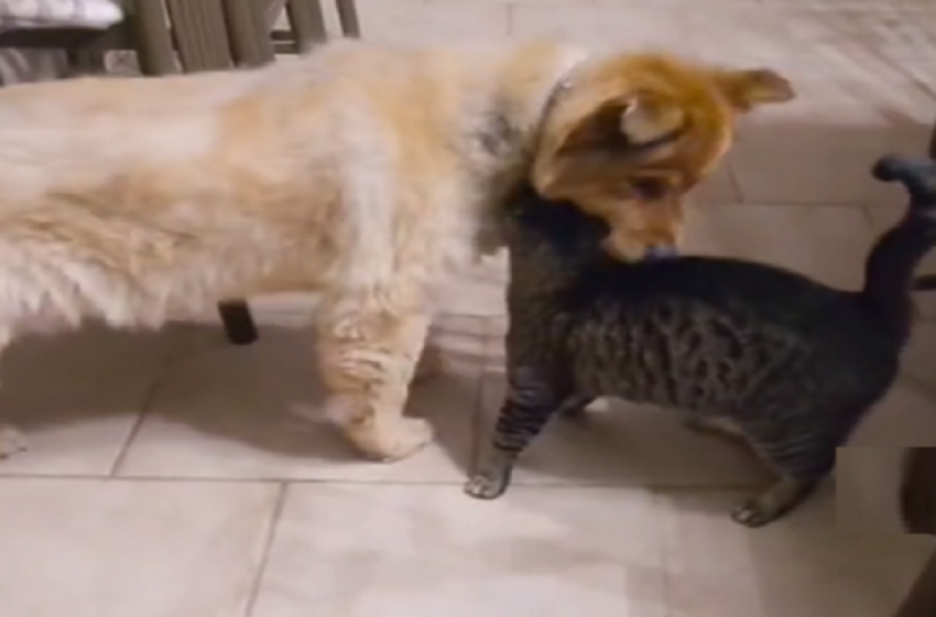  Cat Has An Emotional Reunion with Her Best Blind Dog Buddy