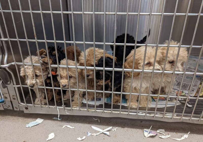  Man Spotted A Cage With 20 Scared Puppies On The Side Of The Road