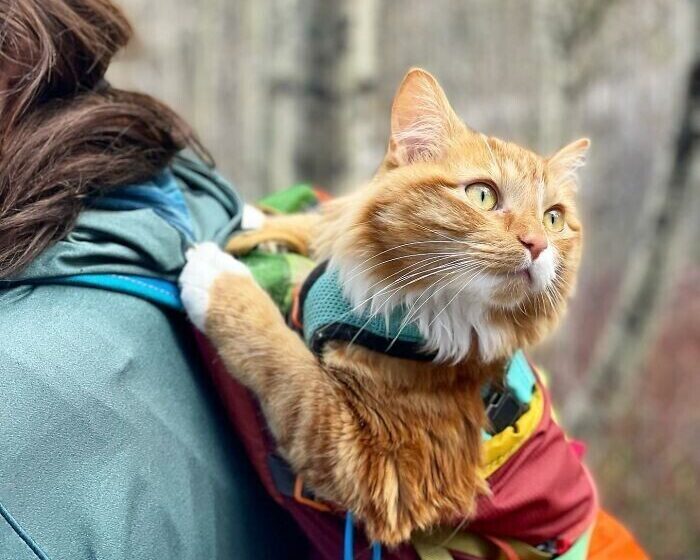  This Orange Cat Loves To Go On All Kinds Of Adventures And Brings A Smile To Everyone He Meets