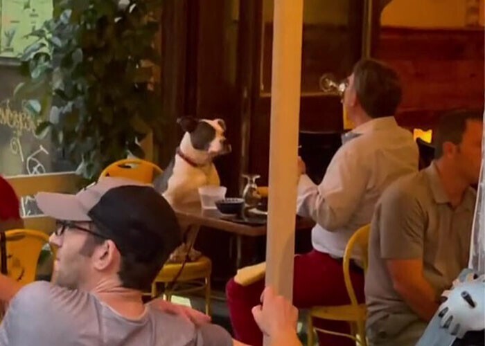  The Owner Was Spotted Having Dinner With His Dog At A Restaurant