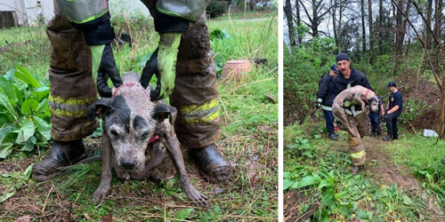  Firefighters Rescued Dog That Was Stuck In Sewerage