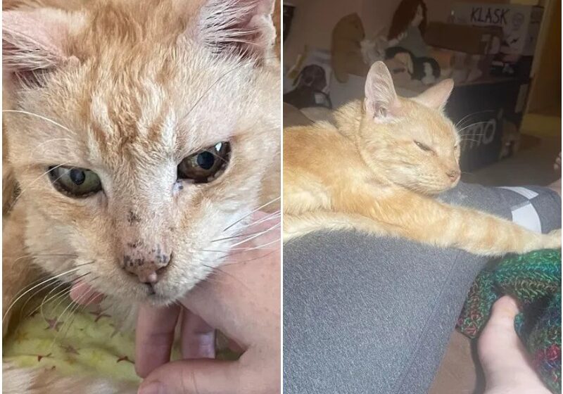  Old Cat Jumps Up Every Time When He Sees People At The Door Of The Shelter