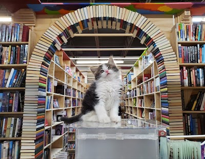  These Kittens Live Inside Bookstore, To The Delight Of Customers
