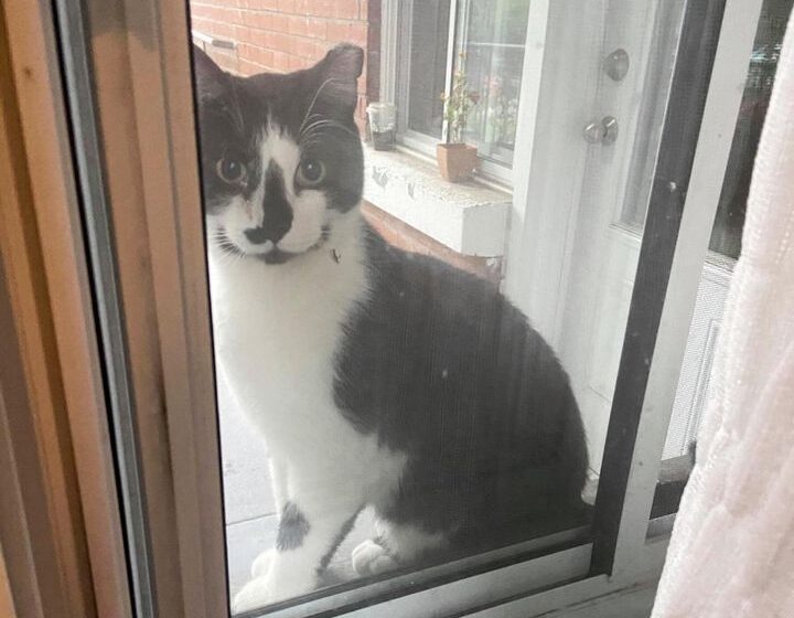  The Hungry Cat Looked Out The Woman’s Window, Hoping To Be Let In