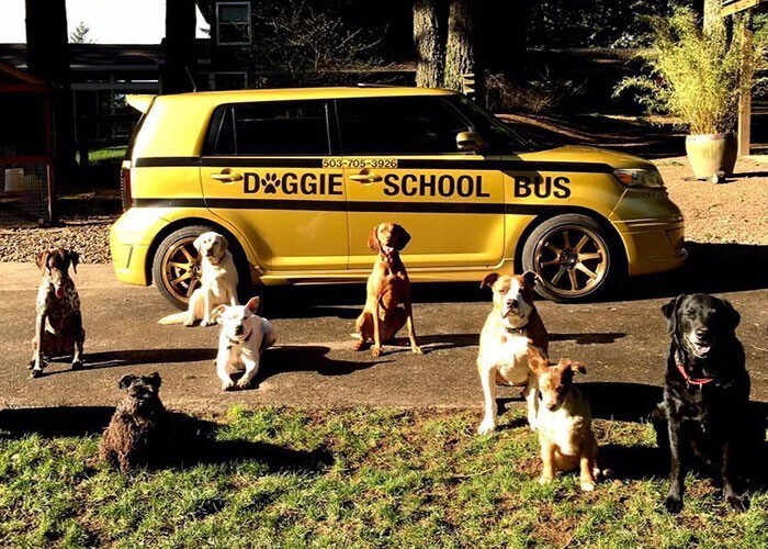  Dogs Ride To Day Care In Adorable Yellow School Bus