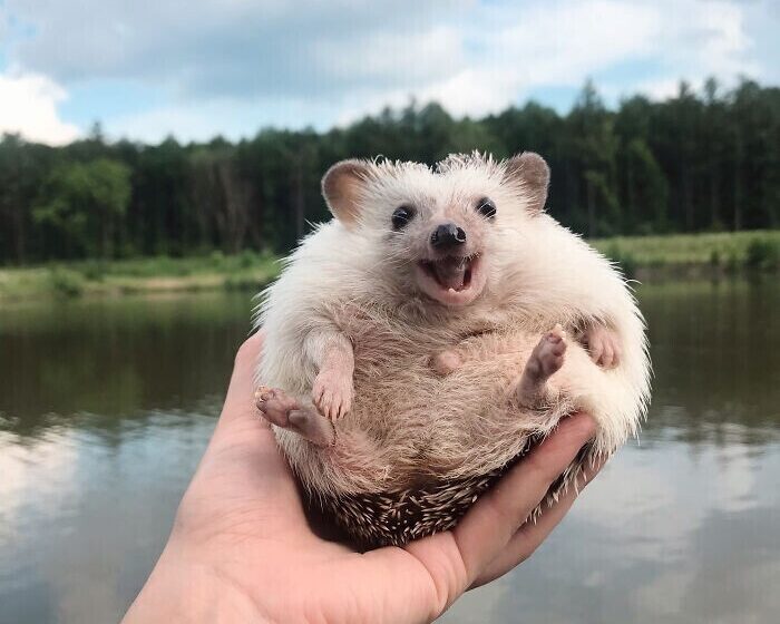  This Hedgehog Is The Most Cheerful Little Fellow That Charms Everyone