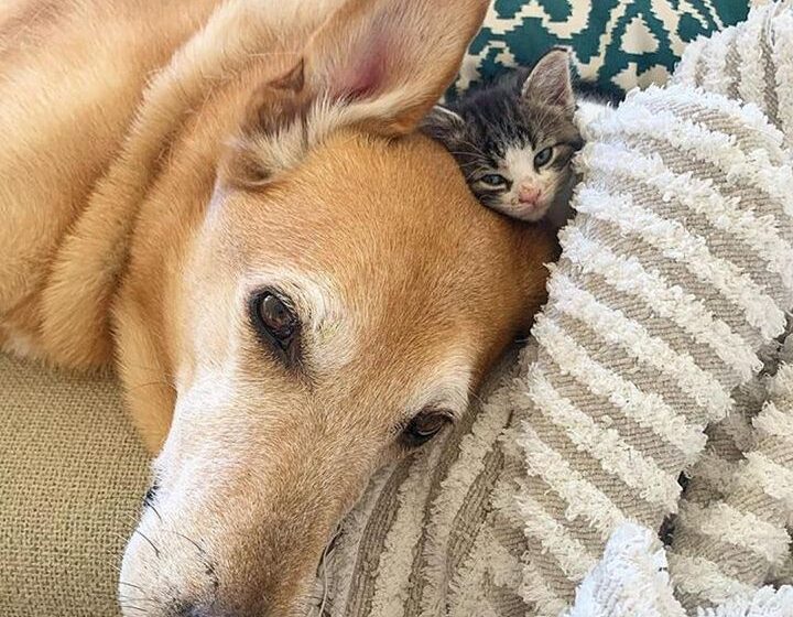  The Dog Became A Nanny For Kittens Who Lost Their Mother