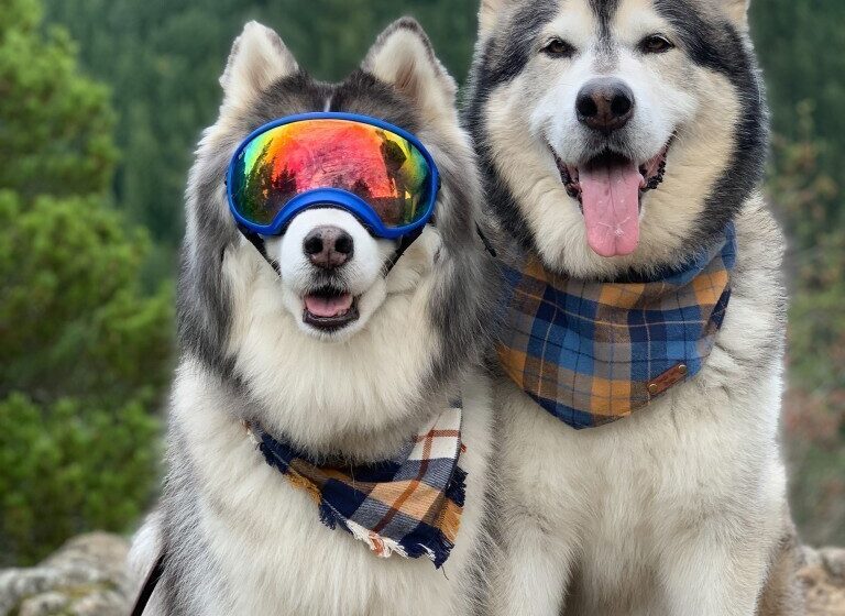  Husky Was Depressed When He Lost His Sight, But New Friend Helped Him Get Back To His Normal Life