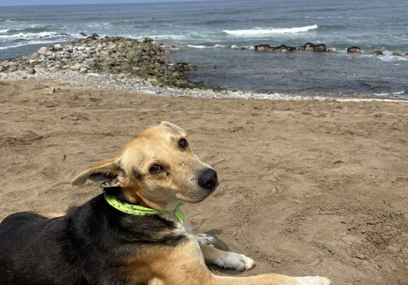  Woman At The Beach Meets A Dog Who Won’t Stop Staring Out To Sea