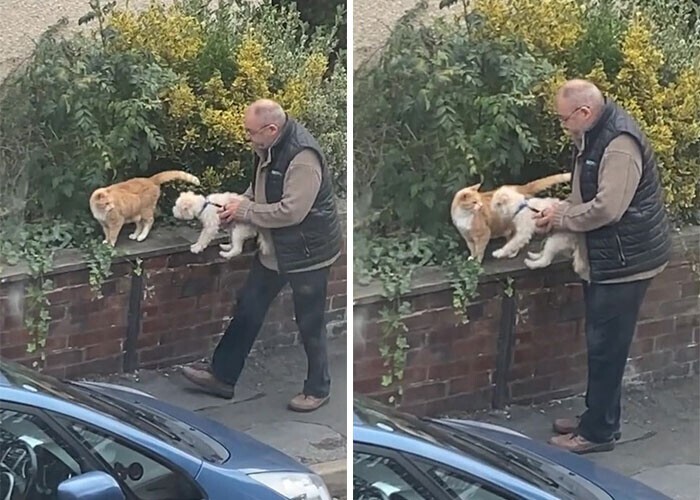  Man Introducing His Dog To Neighborhood Cat Goes Viral