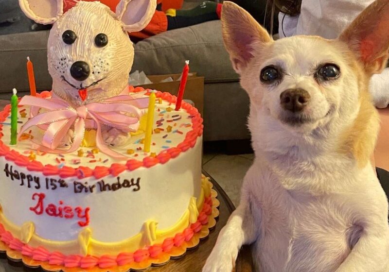  Little Dog Is So Happy That People Remembered Her Birthday