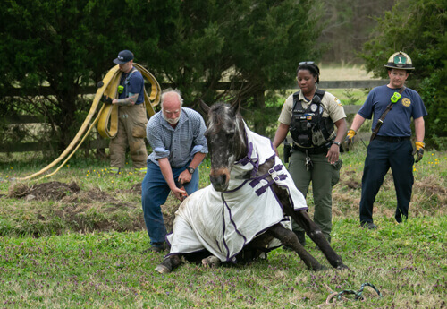  Firefighters Helped An Old Horse That Fell Into Ditch