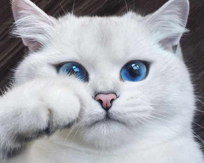  Meet The Cat With The World’s Most Beautiful Eyes