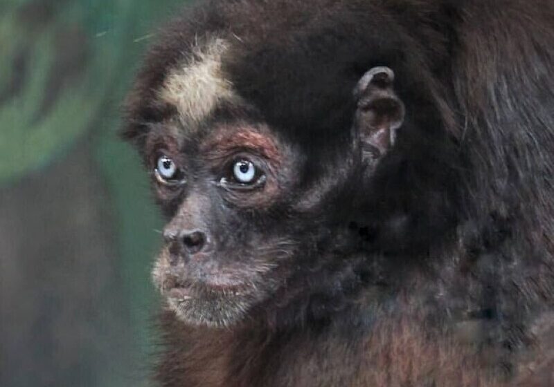  Elvis, believed to be world’s oldest spider monkey, celebrates 60th birthday