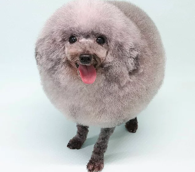  Japanese Poodle Is Famous For Its Fashionable Haircut