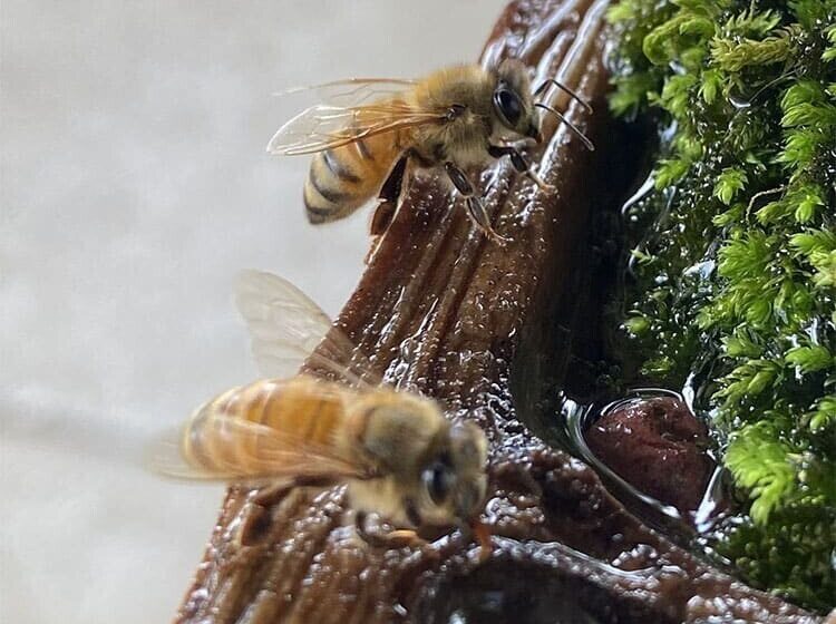  Wonderful Mini-Garden Is Built For Bees Near Japanese Temple