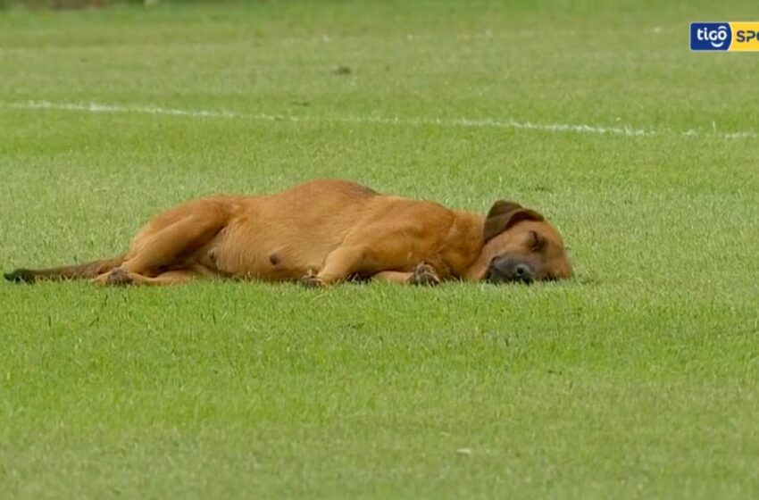  Dog Enjoys Peaceful Nap In The Middle Of Professional Soccer Game