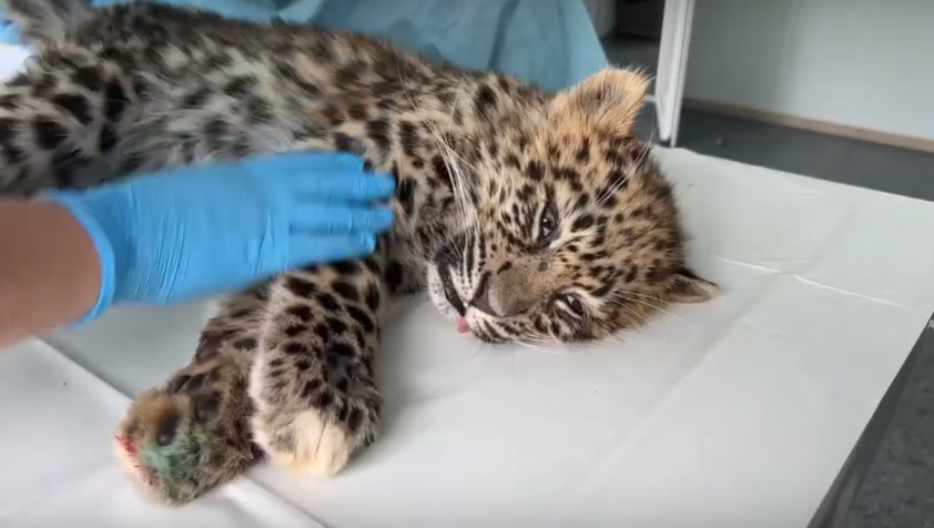  An Orphaned Leopard Kitten Was Rescued