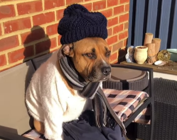  “Are you sure it’s a dog?”: The Owner Shot The Dog With His Clothes On
