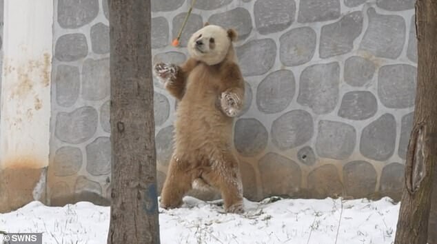  Rare Brown Panda Stunned Users With Its Behavior