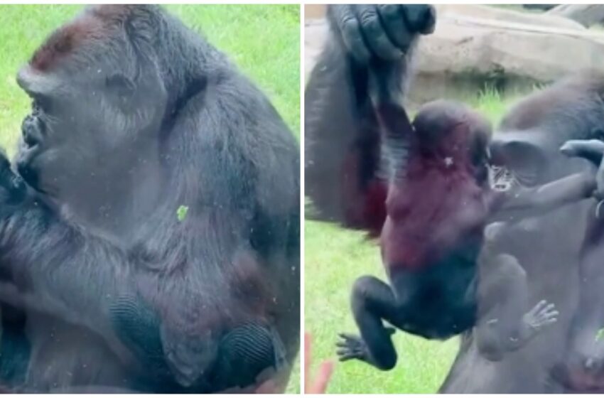  Mama Gorilla Gently Kisses Her Baby At The Zoo In Japan