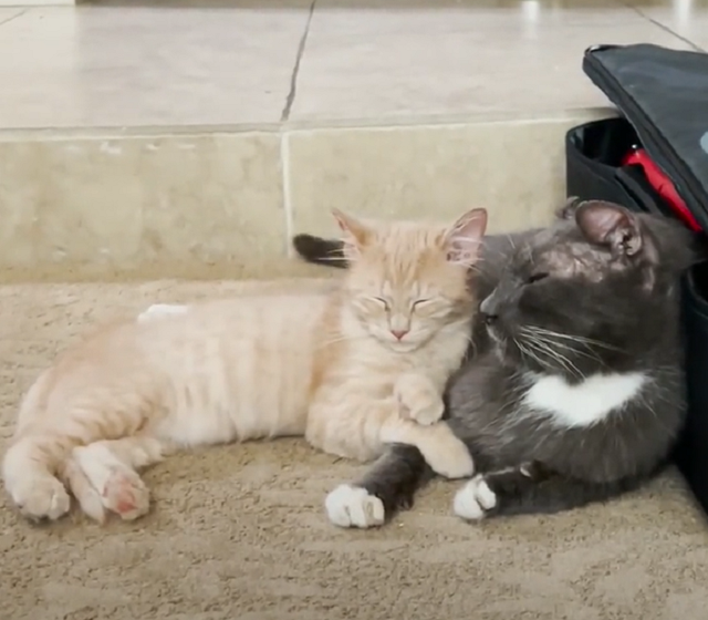  Grizzled Feral Cat Melts Over His New Little Brother