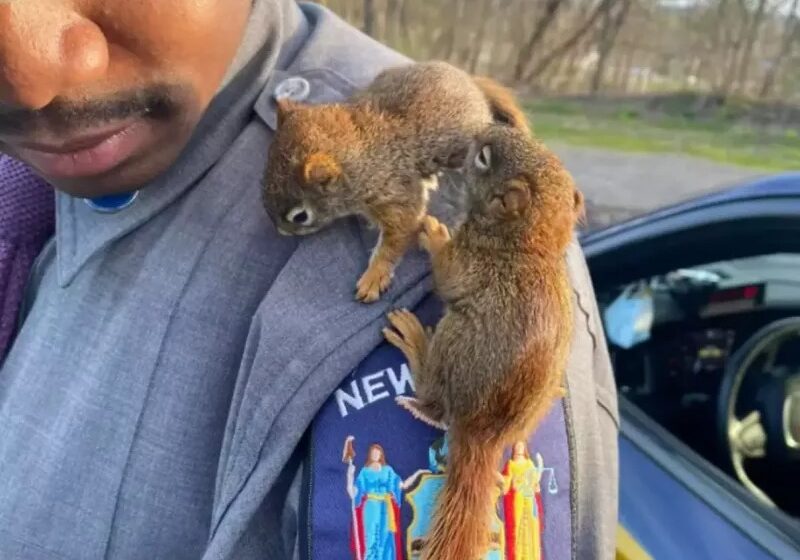  The Squirrels Fell Out Of The Nest And The Kind Policeman Saved Them